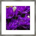 Purple Statice Framed Print