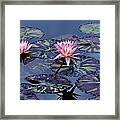 Waterlily With Purple Striped Lily Pads Framed Print