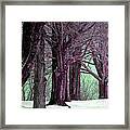 Purple Trees Framed Print