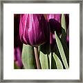 Purple Tulip Framed Print