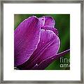 Purple Tulip Framed Print