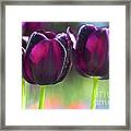 Purple Tulips Framed Print