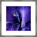 Purple Velvet Gladiolus Flower Framed Print