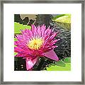 Purple Water Lily Framed Print