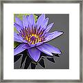 Purple Waterlily Framed Print