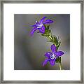 Purple Wildflower Framed Print