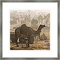 Pushkar Camel Fair - India Framed Print