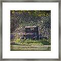 Put Out To Pasture Framed Print