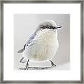 Pygmy Nuthatch Framed Print