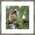 Pygmy Owl Framed Print