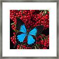 Pyracantha And Butterfly Framed Print