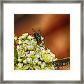 Pyracantha And Fly Framed Print