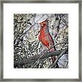 Pyrrhuloxia Male Framed Print