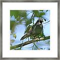 Quail Framed Print