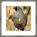 Quail Lookout Framed Print