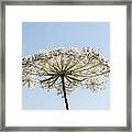 Queen Anne's Lace With Blue Framed Print