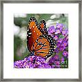 Queen Butterfly Framed Print