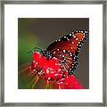 Queen Butterfly Ii Framed Print
