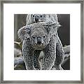 Queensland Koala With Joey Framed Print