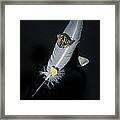 Quill With Butterflies Framed Print