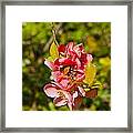 Quince Flowers After Shower Of Rain Framed Print