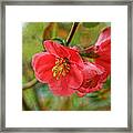 Quince Intimately Framed Print
