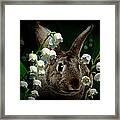 Rabbit In The Lilies Framed Print