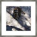 Raccoon 0311 Framed Print