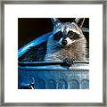 Raccoon In Garbage Can Framed Print