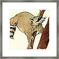 Raccoon On Tree Framed Print