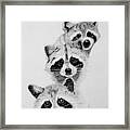 Raccoons Framed Print