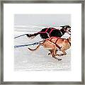 Racing Sled Dogs Framed Print