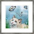 Ragdoll Kitty And Butterflies Framed Print