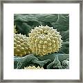 Ragweed Pollen Framed Print