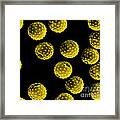 Ragweed Pollen Sem Framed Print