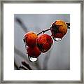 Rain Berries I Framed Print