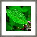 Rain Droplets Framed Print