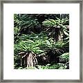 Rain Forests A D Framed Print