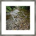 Rain Forests A H Framed Print