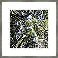 Rain Forests A O Framed Print