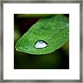 Rain Resting On A Leaf Framed Print