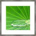 Rain Water Droplet Sacred Lotus Lily Leaf Framed Print