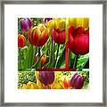 Rainbow Tulip Collage Framed Print