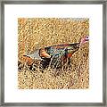 Rainbow Turkey Framed Print