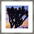 Rainbow Yucca Framed Print