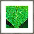 Raindrops On A Green Leaf Framed Print