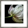Raindrops On A Tulip Framed Print