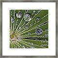 Raindrops On Lupin Leaf Framed Print