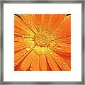 Raindrops On Orange Daisy Flower Framed Print