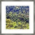 Rainforest Framed Print